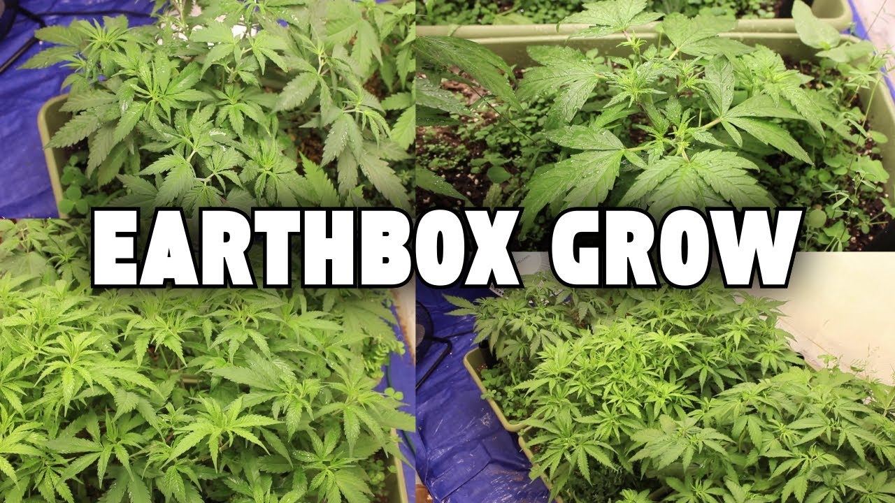 Growing Cannabis in an Earthbox #3 (Mars Hydro) LA Confidential , Tropicana Cookies , Runtz