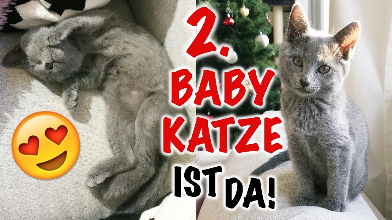 unsere 2. BABYKATZE ist da! Familienzuwachs I Meggyxoxo