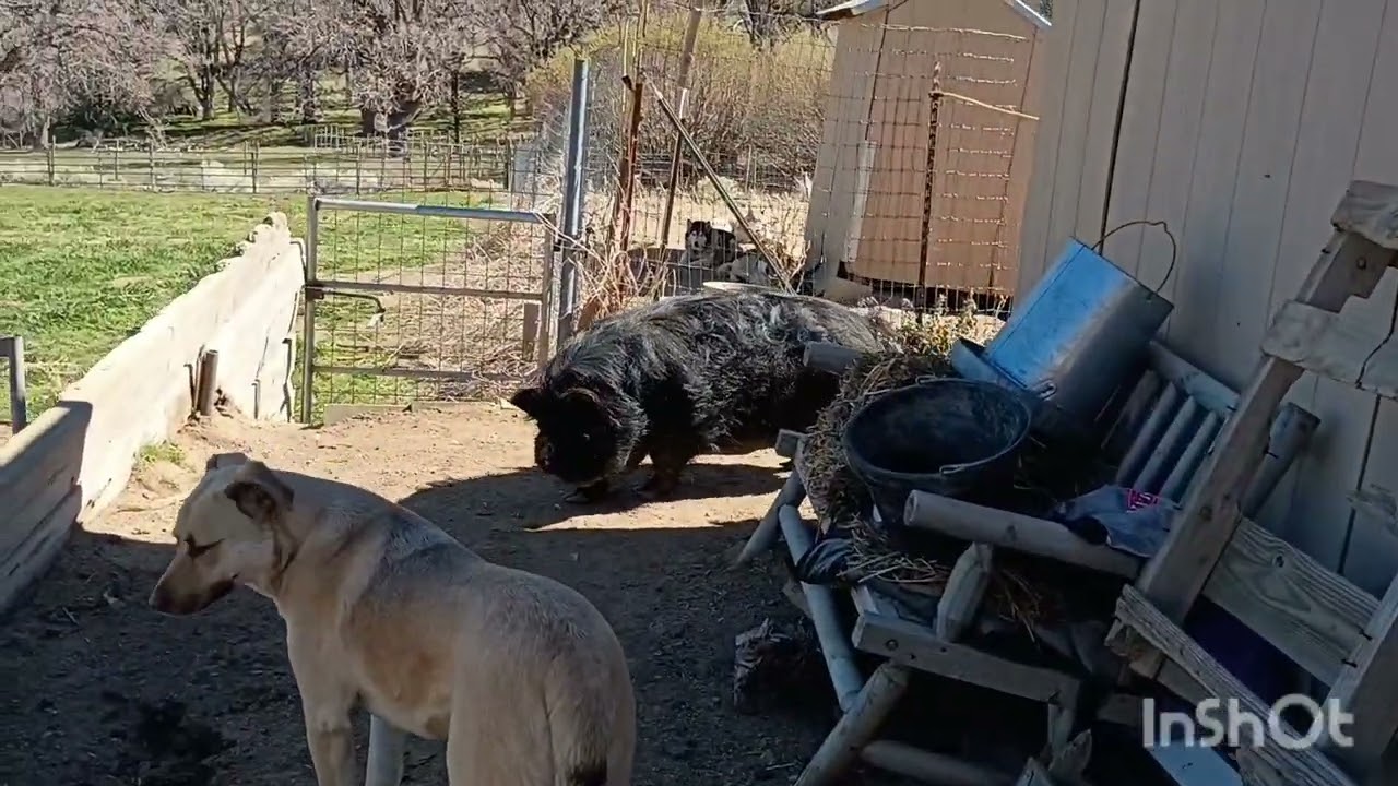 Buying our pig and chicken feed in bulk 