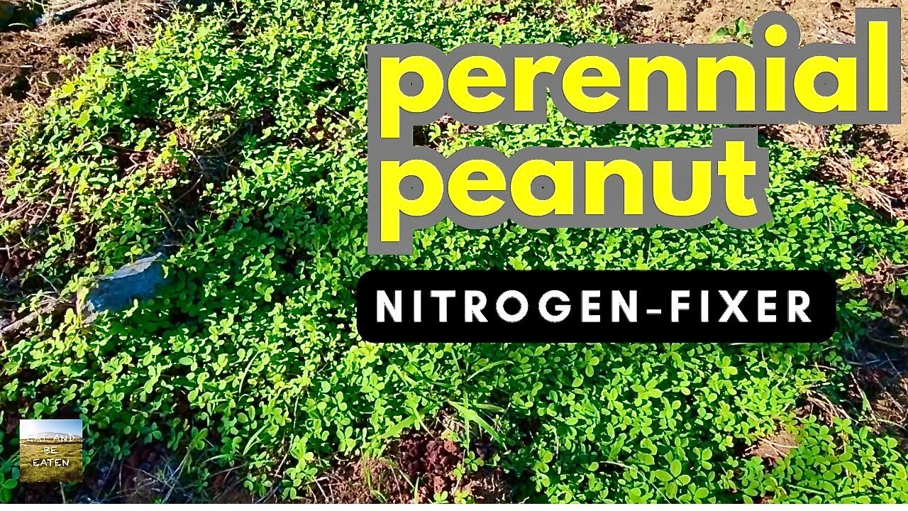 [Cover Crop] PERENNIAL PEANUT 
