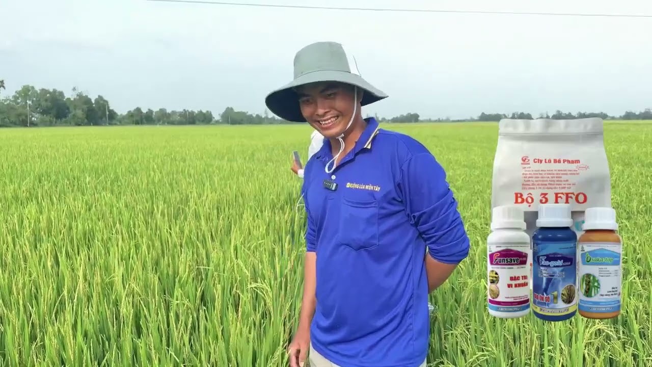 Hiệu quả từ bộ ba FFO - quản lý nấm và vi khuẩn trên lúa🌾🌾🌾