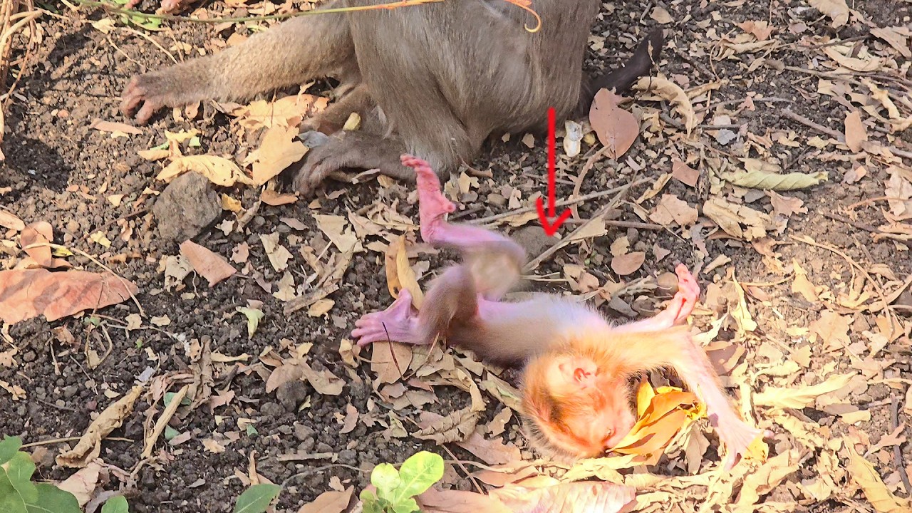 What's wrong? Monkey Mom ignores her Weak  monkey Baby even though he tumble