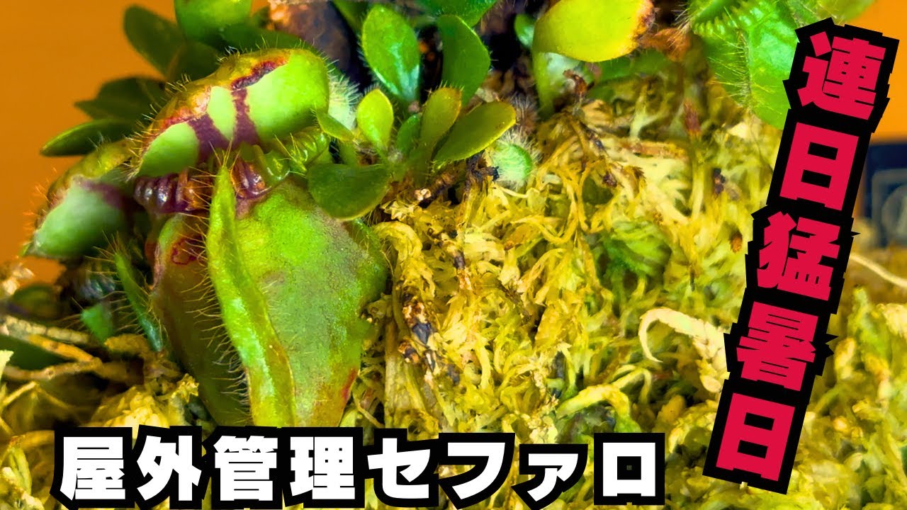【連日猛暑日！？】真夏の屋外セファロタスの現在の様子をご紹介　食虫植物　観葉植物