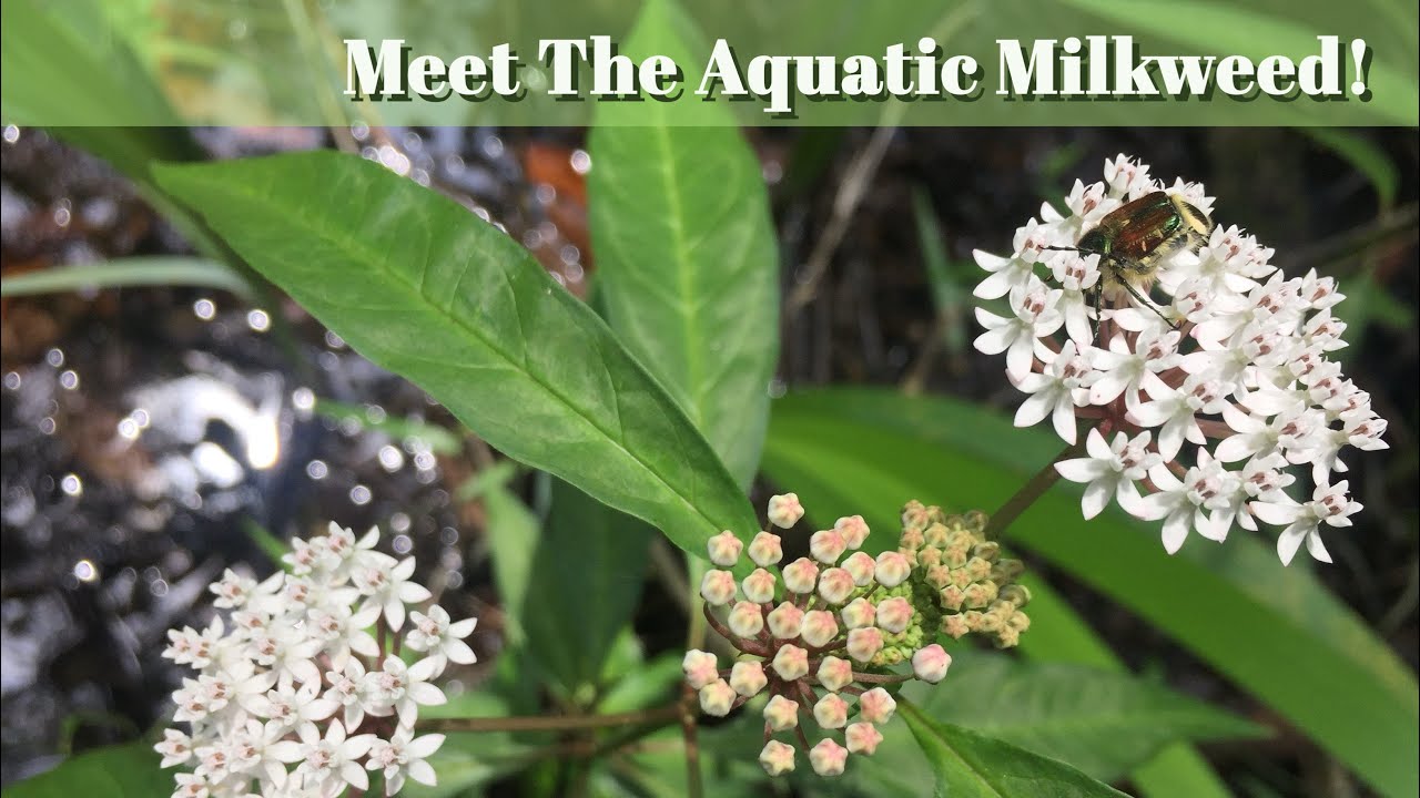 Meet The Aquatic Milkweed! 🌿