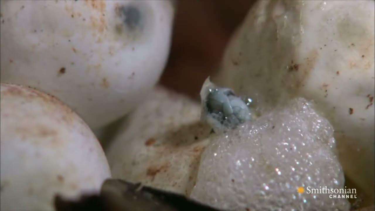 Cameras Capture the Birth of 14 Black Mambas