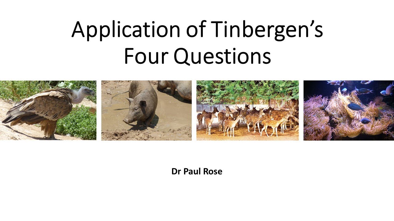 Tinbergen's Four Questions: Applications and a worked example