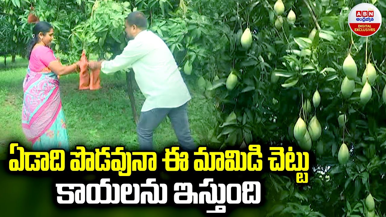 ఏడాది పొడవునా ఈ మామిడి చెట్టు కాయలను ఇస్తుంది | Special Story On Harvesting Mangoes in the Unseason