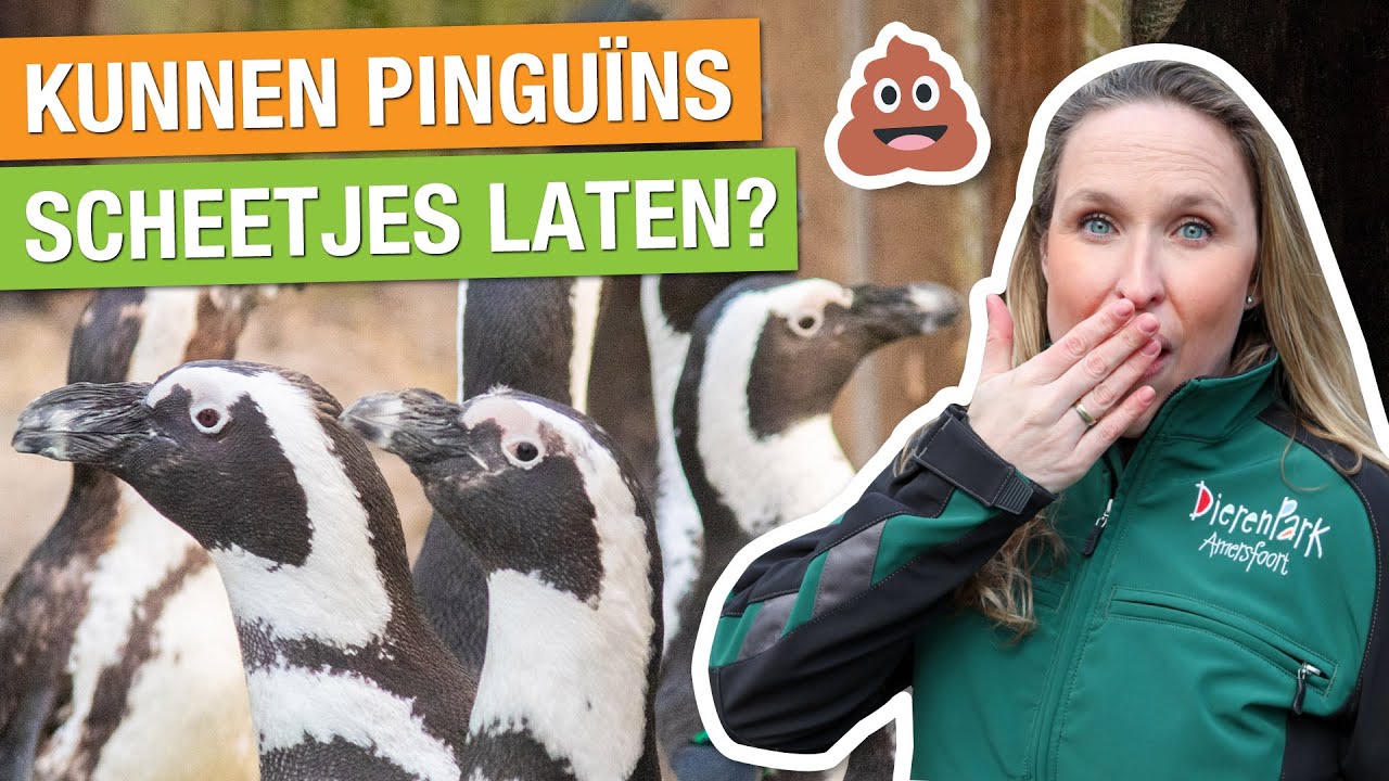 DIT MOET JIJ WETEN OVER DIERENPOEP! 💩 NAAR DE OLIFANTEN, HYENA'S, EN MEER | Carlijns Dierenvraag #32
