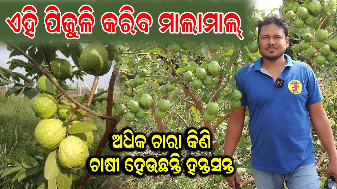 ଏହି ପିଜୁଳି କରିବ ମାଲାମାଲ୍ || How To Start Guava Farming In Odisha. 
