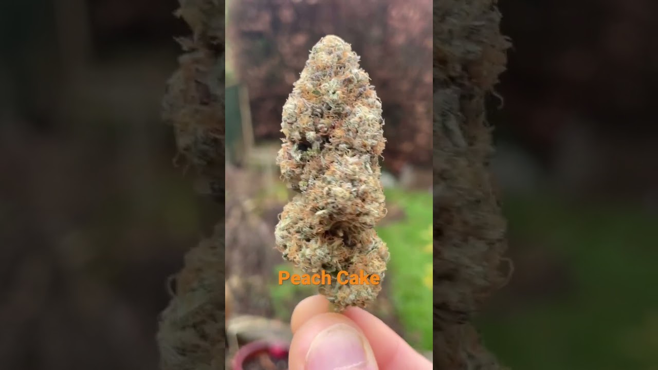 Peach Cake Perfect Tree Seeds