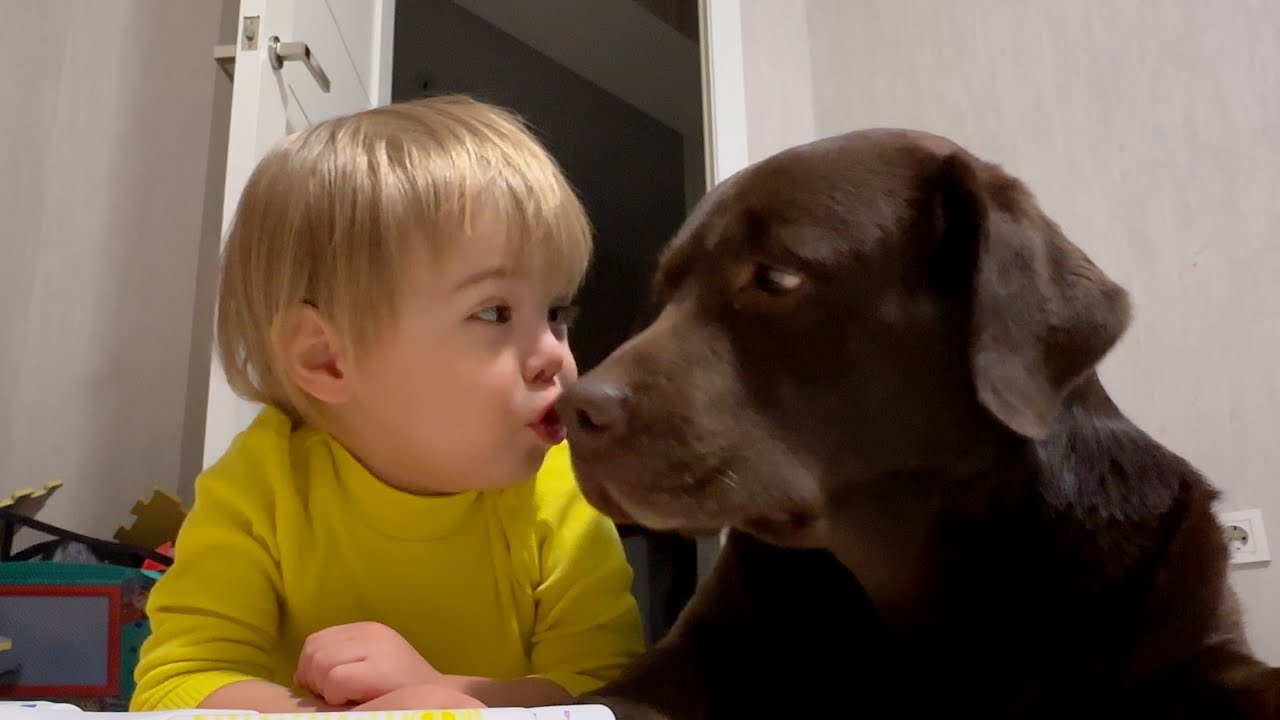 When Baby Loves to Talk with His Giant Labrador
