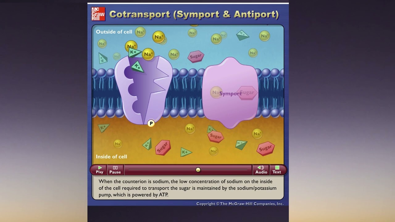 Cotransport (Symport & Antiport) McGraw Hill