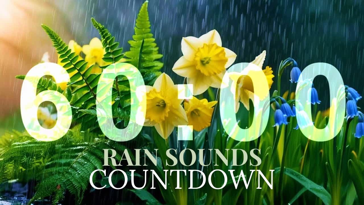 1 HOUR NATURE SOUNDS: RAIN SOUNDS | BIRDS CHIRPING | TIMER