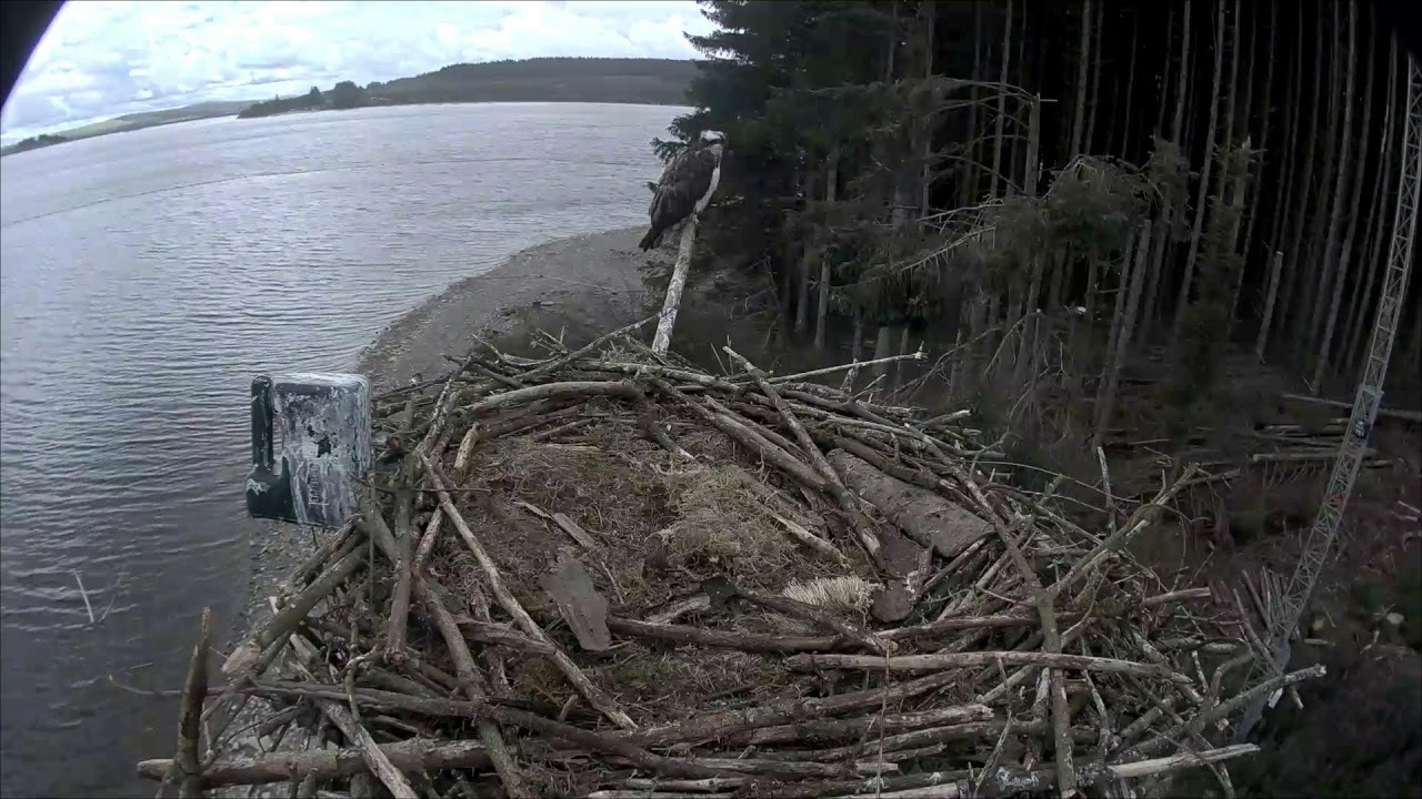 Llyn Brenig Live Stream