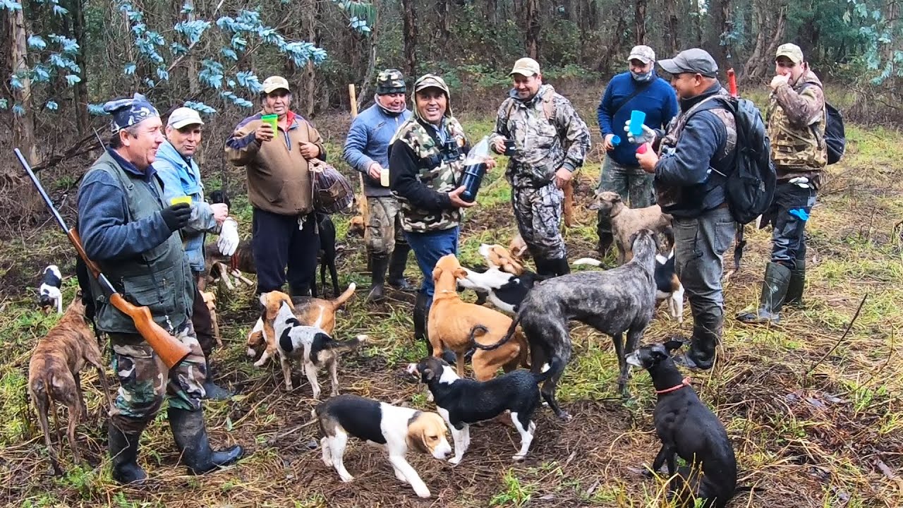 Cacer&iacute;a de Conejos Con Perros en Chillan! Conejeando
