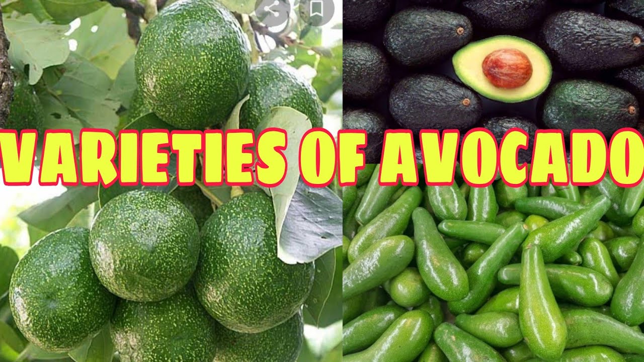 VARIETIES OF AVOCADO USUALLY CHEF USED || #avocado #varietiesofAvocado #avocadovariety #IndayLynne