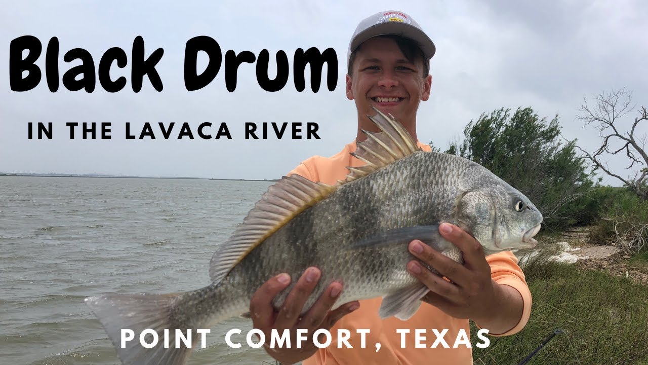 Loading Up On Black Drum - Lavaca Bay, Point Comfort Texas