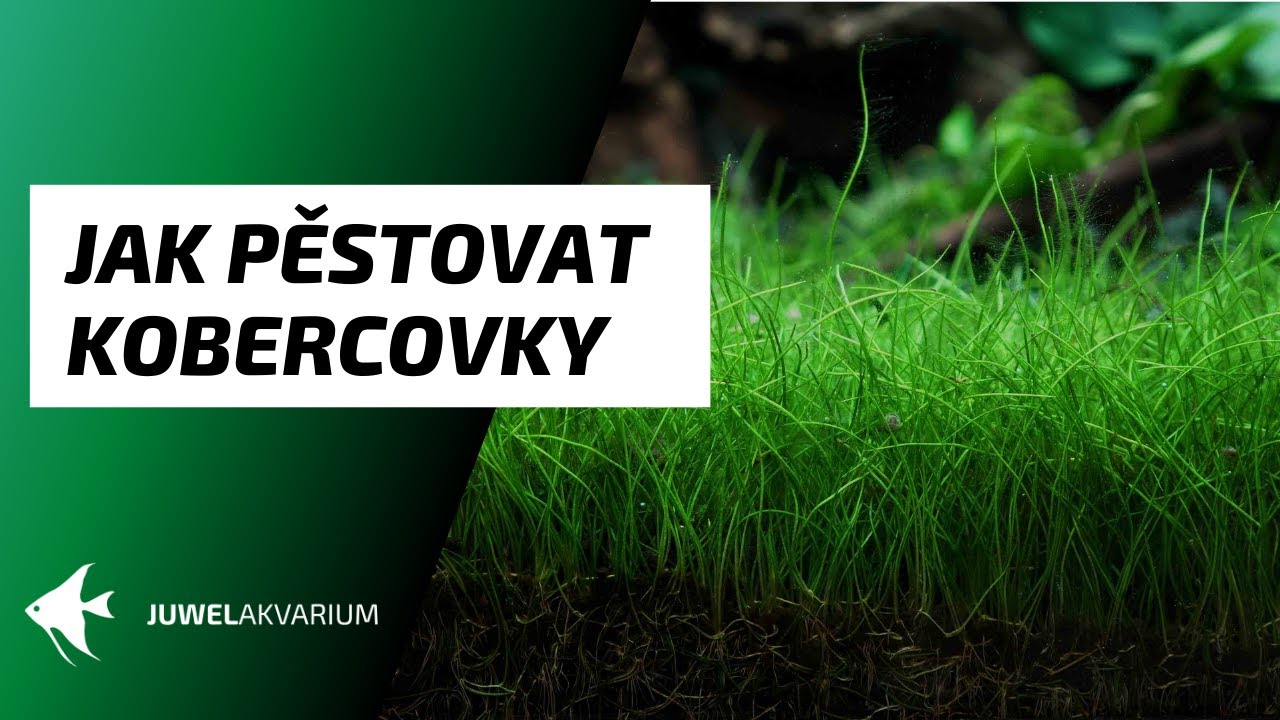 Jak pěstovat kobercové rostliny