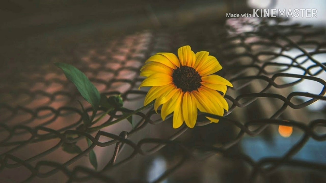 ~Mi historia entré tus dedos~Ft Carlos Carrera