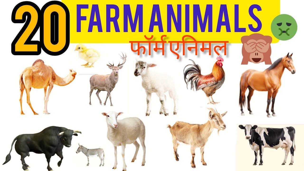 20 फार्म एनिमल के बारे में सीखे बच्चों के लिए। FarmAnimals Vocabulary | Farm Animals English & Hindi