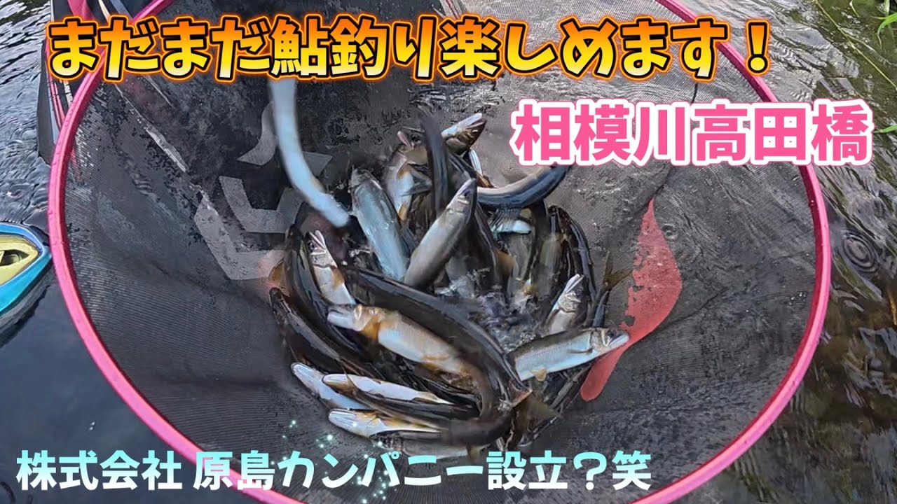 【閲覧注意】鮎釣りの常識崩壊！ 「昼休憩」こそが、釣果を分ける真の秘訣だった。