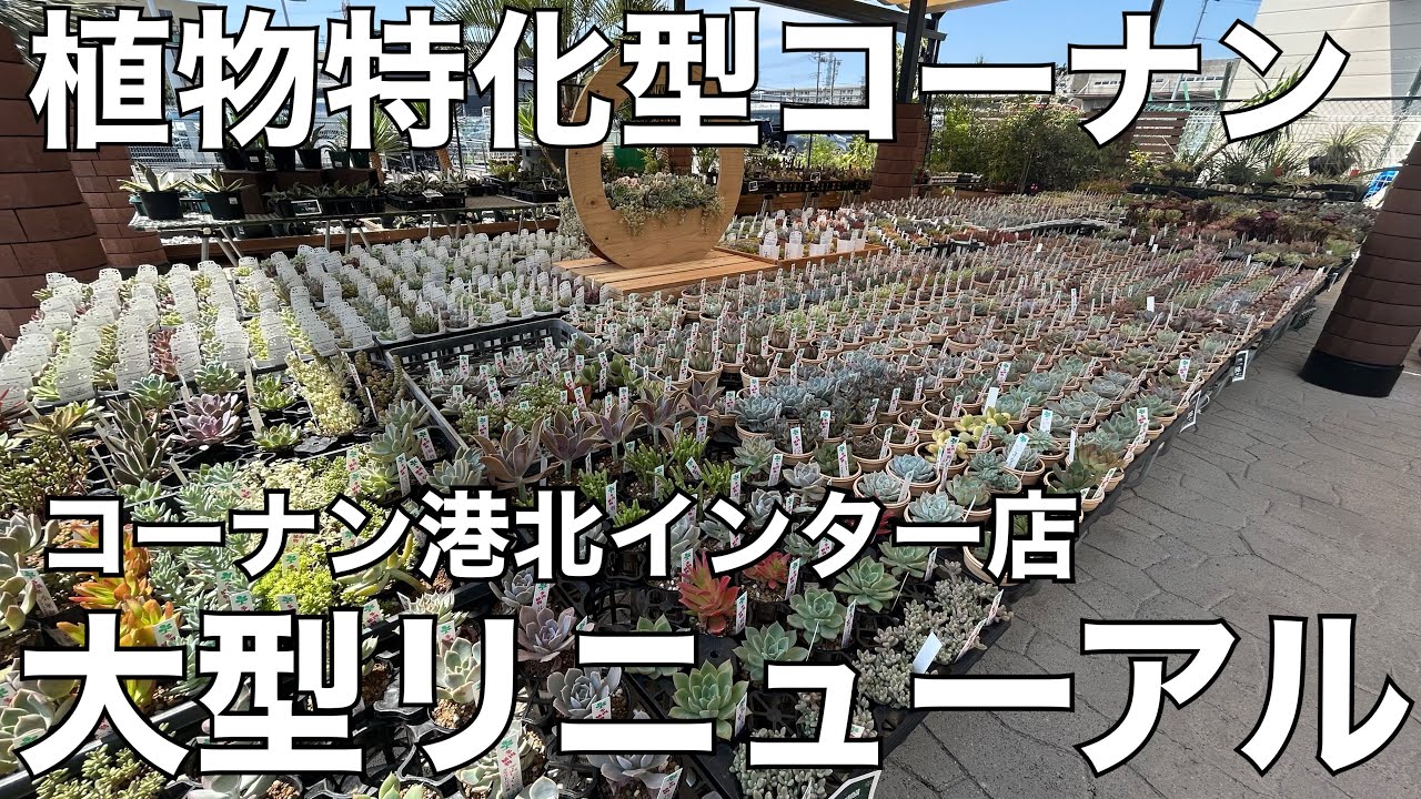 植物特化ホームセンター⁉︎コーナン港北インター店 大型リニューアル潜入