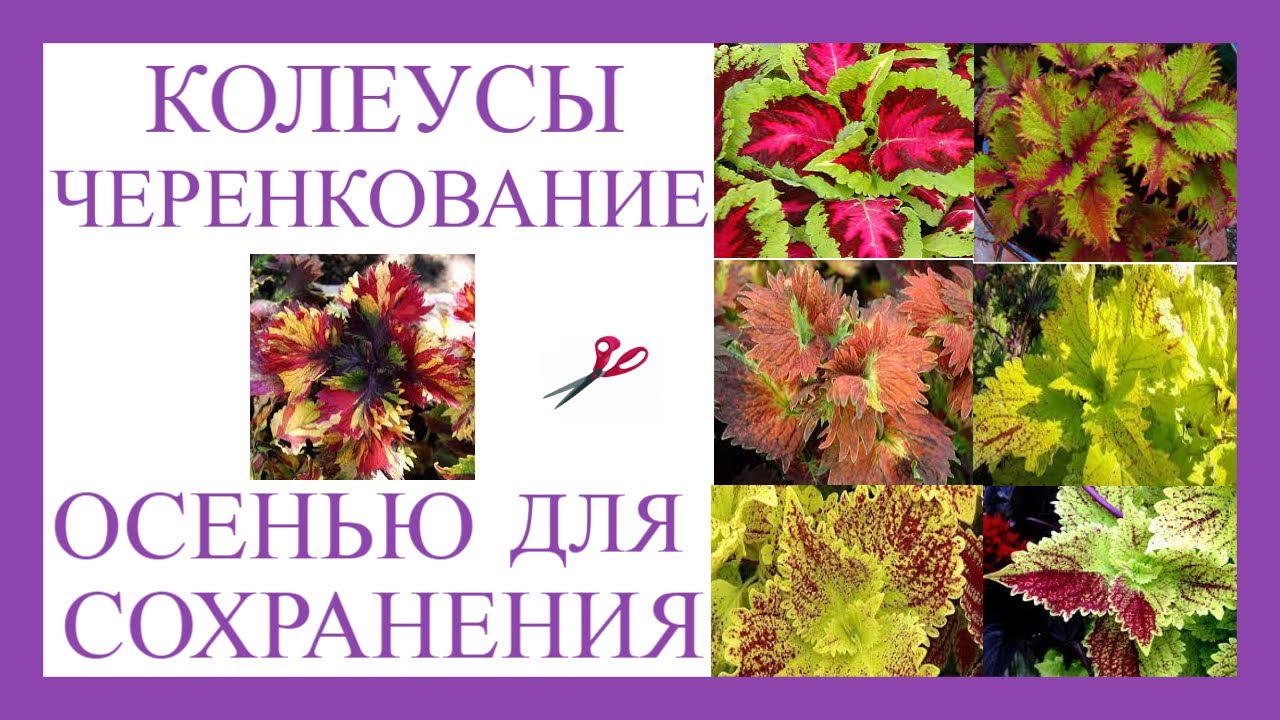 Как сохранить Колеусы в зиму. Начала черенковать .Готовлю маточные кусты на зиму.
