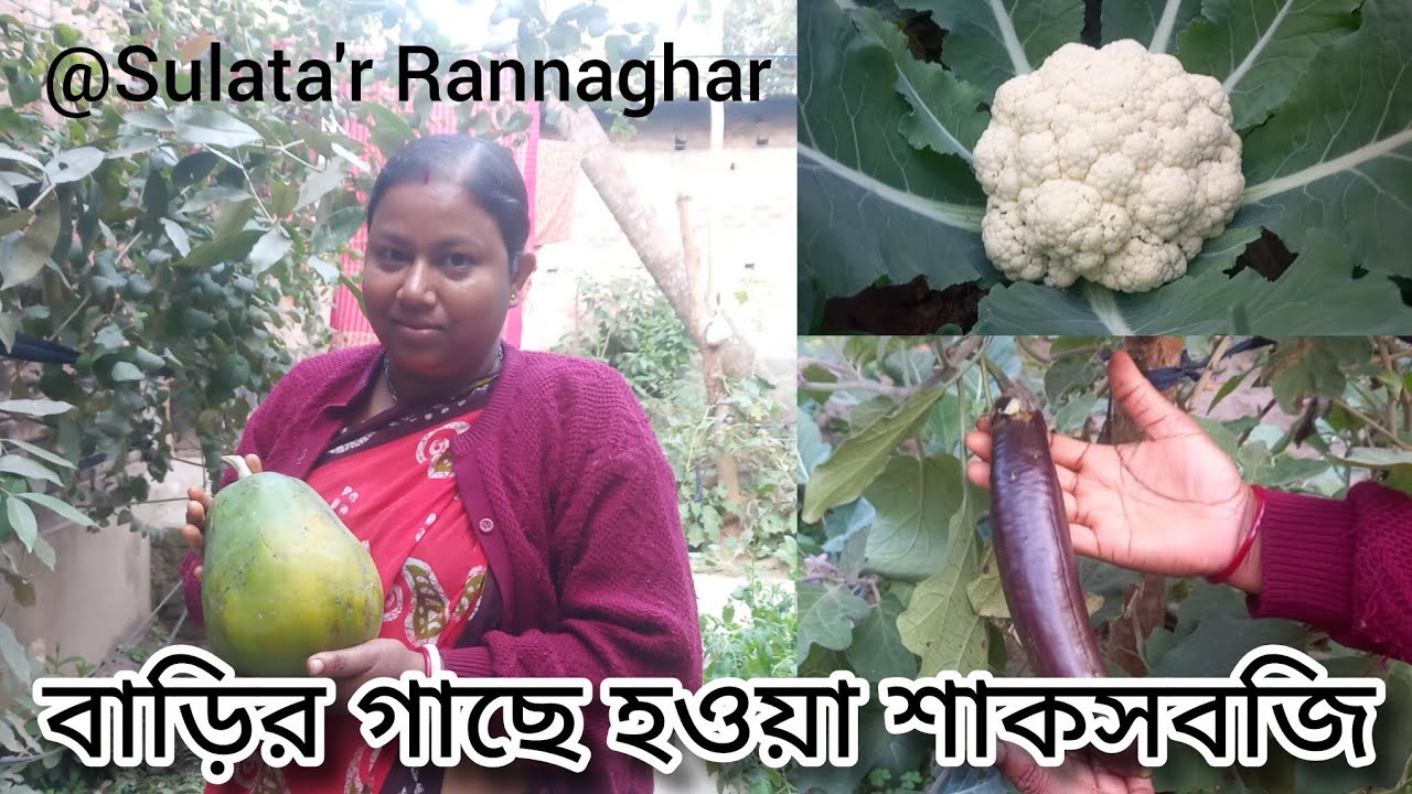 বাড়ির গাছে ফলেছে তাজা শাকসবজি🌱প্রকৃতির আশীর্বাদ আমাদের ঘরেই🏡💚#youtube #vegetables @SulatarRannaghar
