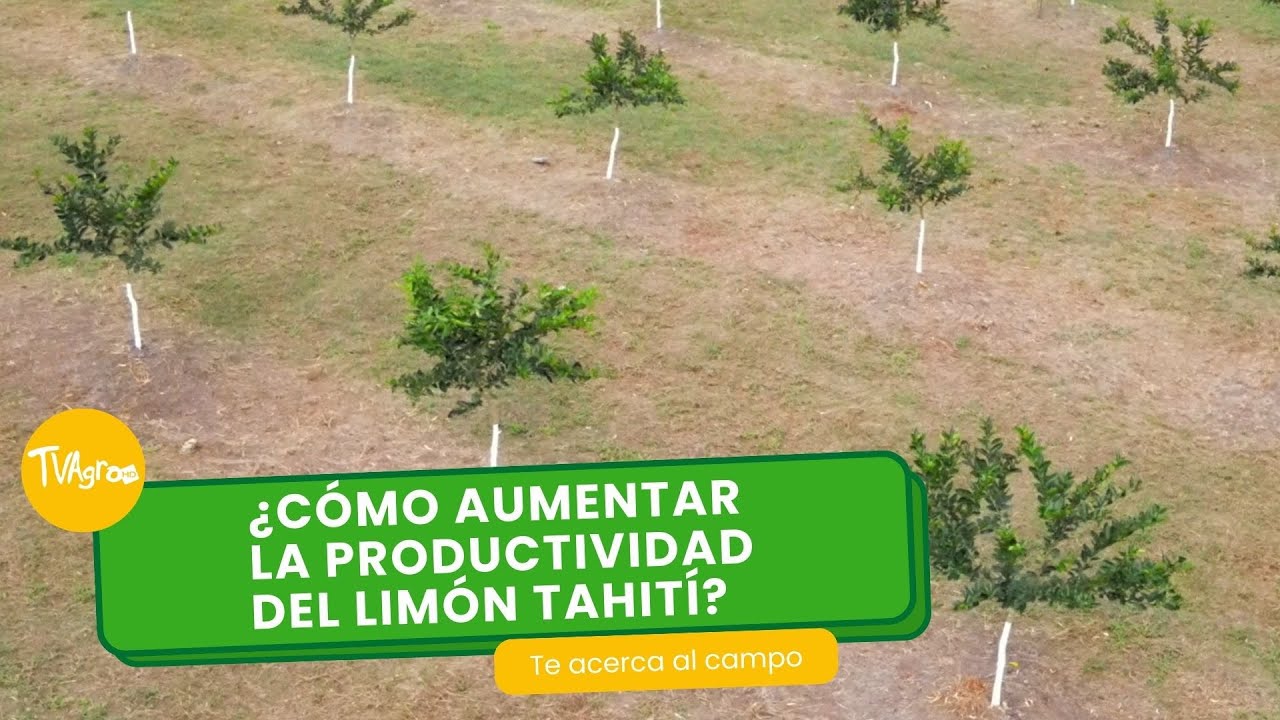 ¿Cómo aumentar la productividad del limón tahití? - TvAgro por Juan Gonzalo Angel Restrepo