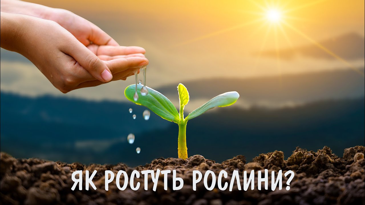 Відео Як ростуть рослини — AneLok