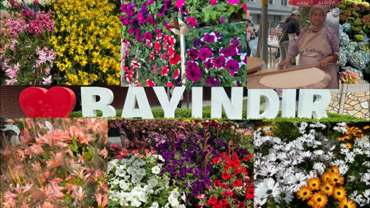 İzmir Bayındır Çiçek Festivali Part-II #bayındır #çiçek #festival #keşfet #izmir #garden #sardunya