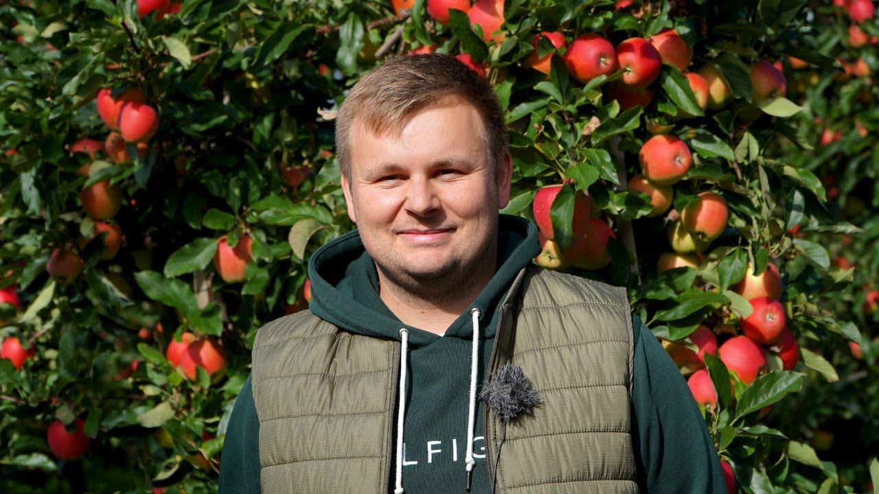 Zbiory jabłek 2021 w sadzie Kuby Wasiaka w Jajkowicach