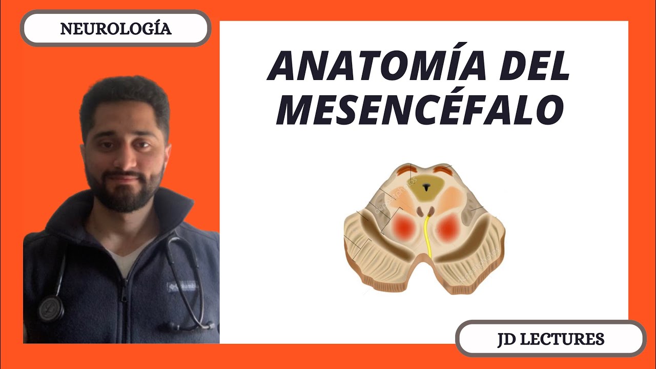 MESENCÉFALO | NEUROLOGÍA