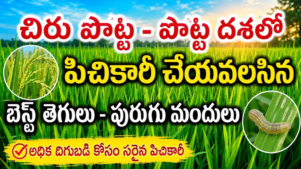 వరి చిరు పొట్ట - పొట్ట దశలో పిచికారీ చేయవలసిన బెస్ట్ తెగులు - పురుగు మందులు @prasadagriculture