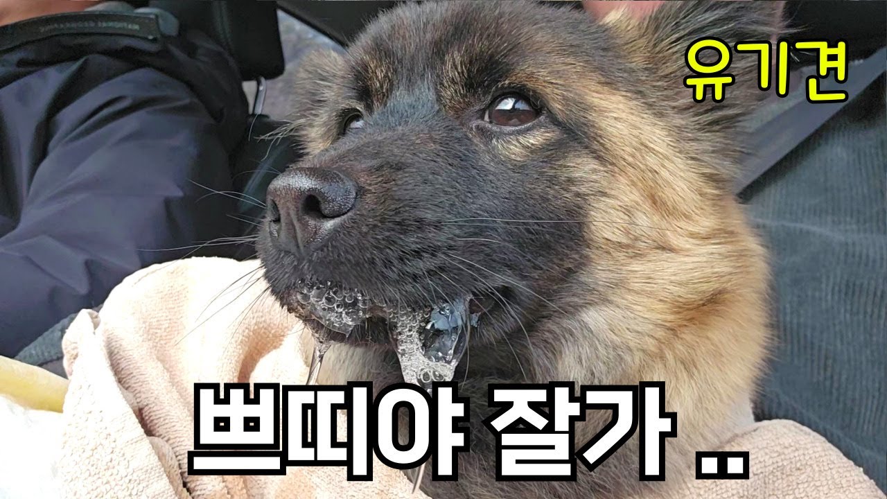 안락사 앞둔 유기견 입양 가는 날