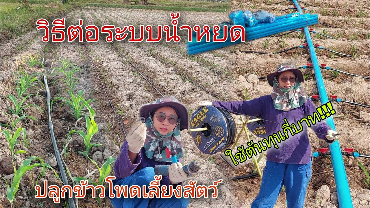 ปลูกข้าวโพดเลี้ยงสัตว์ ep.2วิธีต่อระบบน้ำหยดง่ายๆ