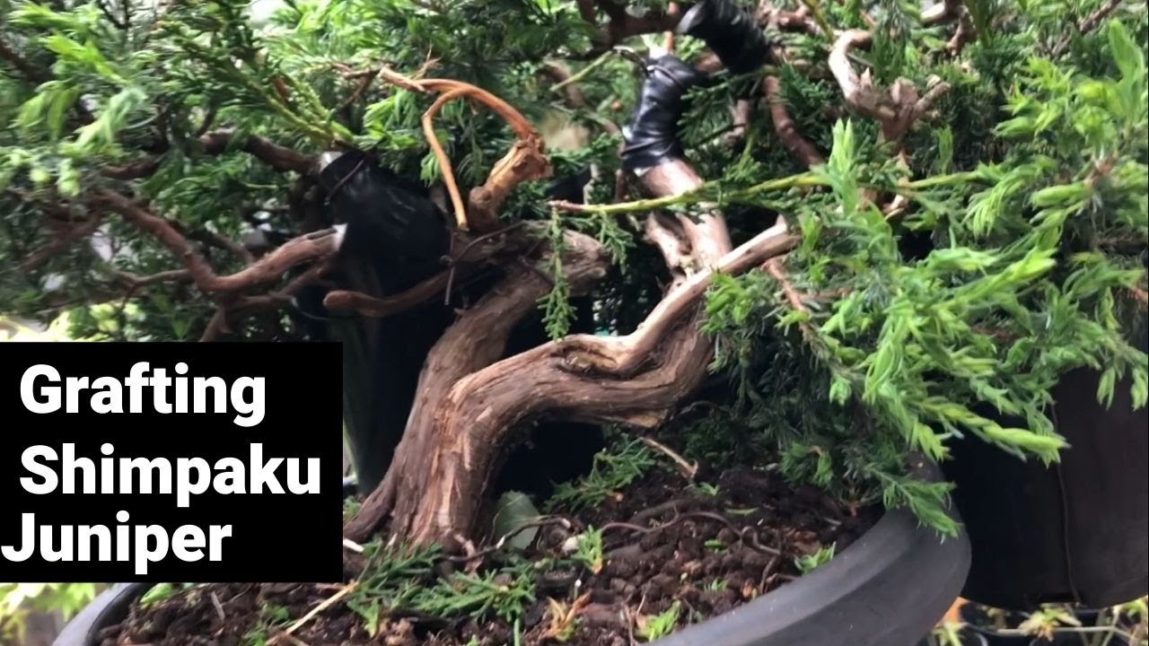 How to graft bonsai - approach grafting shimpaku Juniper to juniper comminus