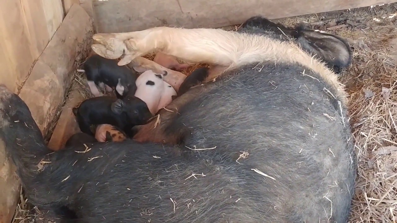 The wait is over! Pig farrowing!