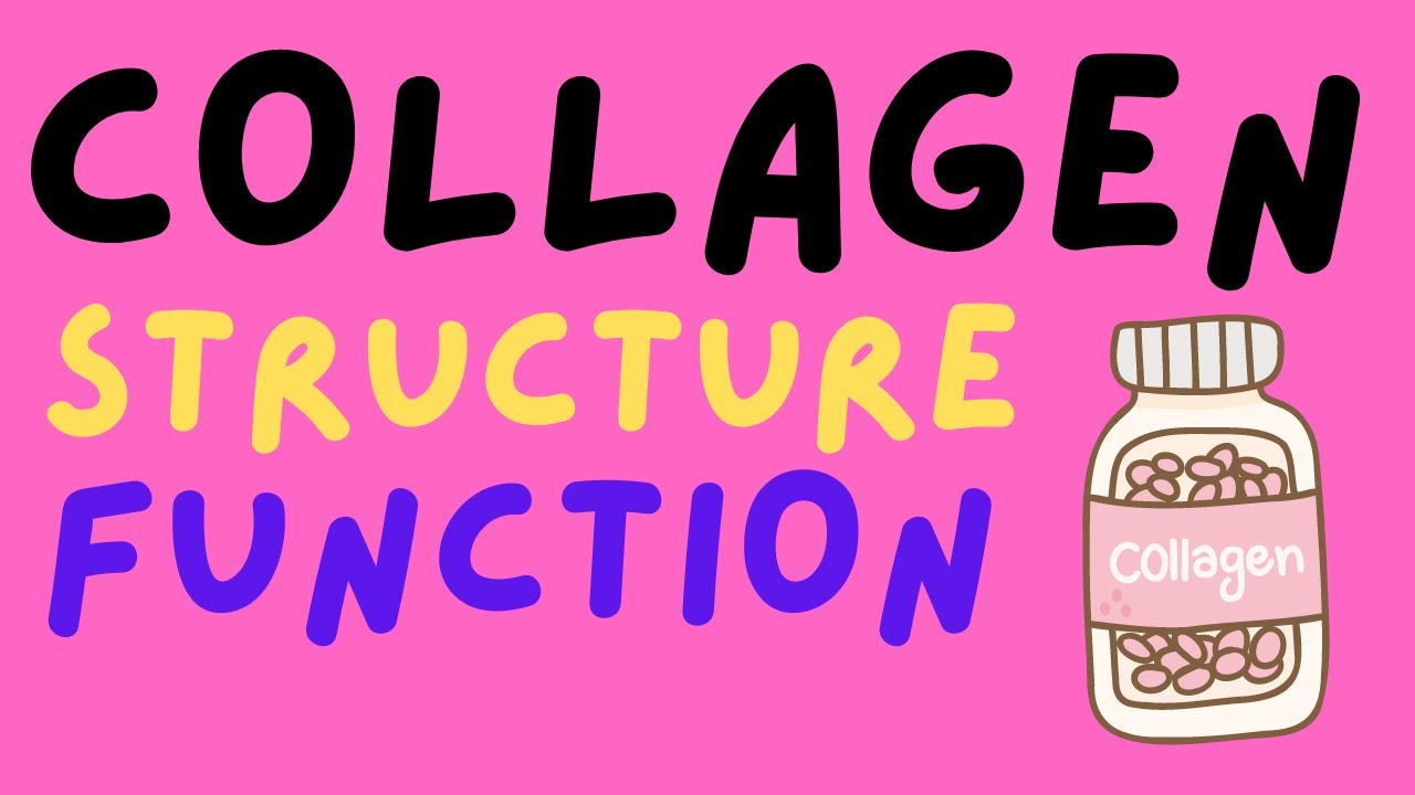 Collagen - Structure and Function