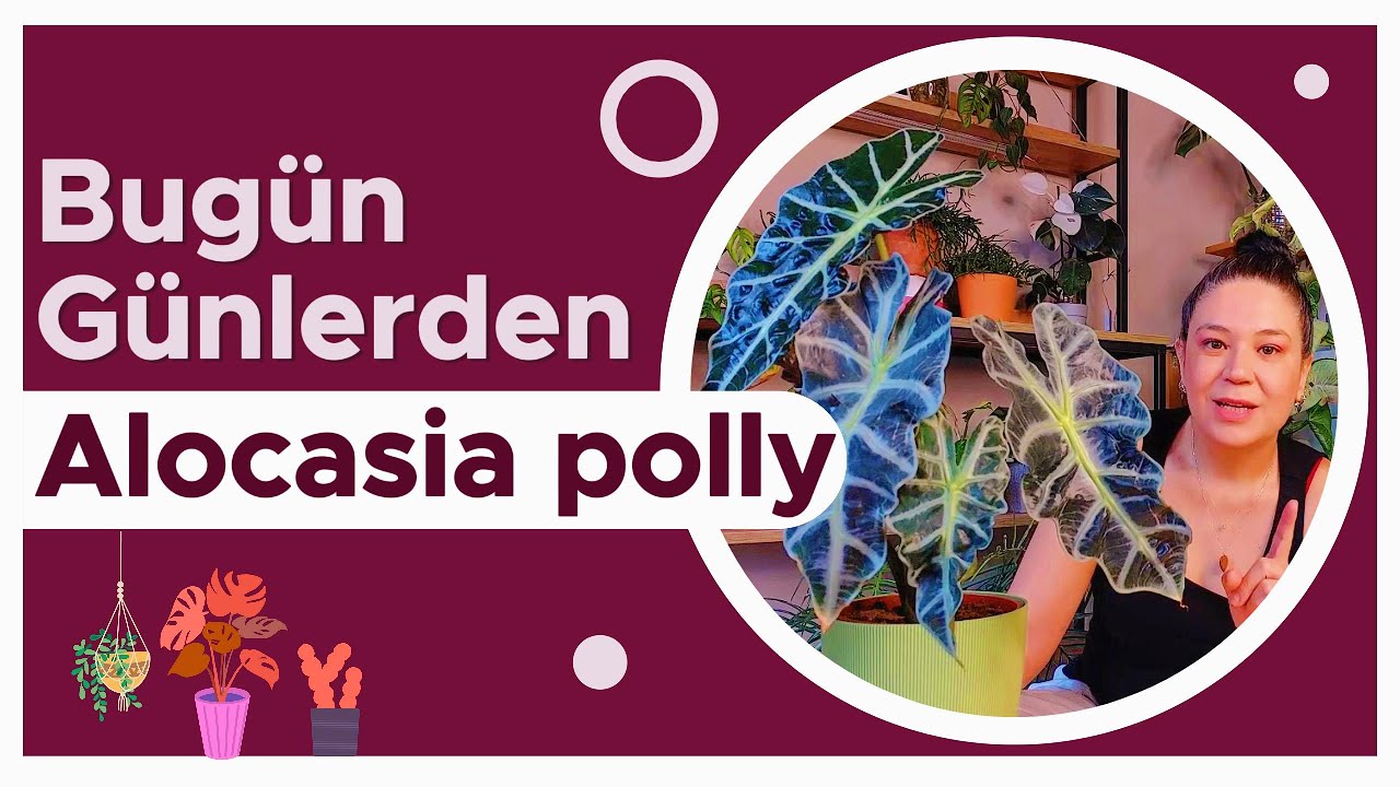 Alocasia polly Bakımı ve İşe Yarar İpuçları
