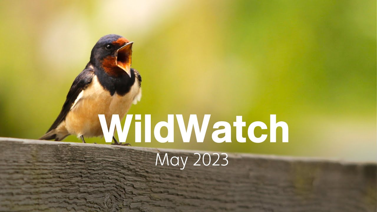 Hirundines and Swifts  | May 2023