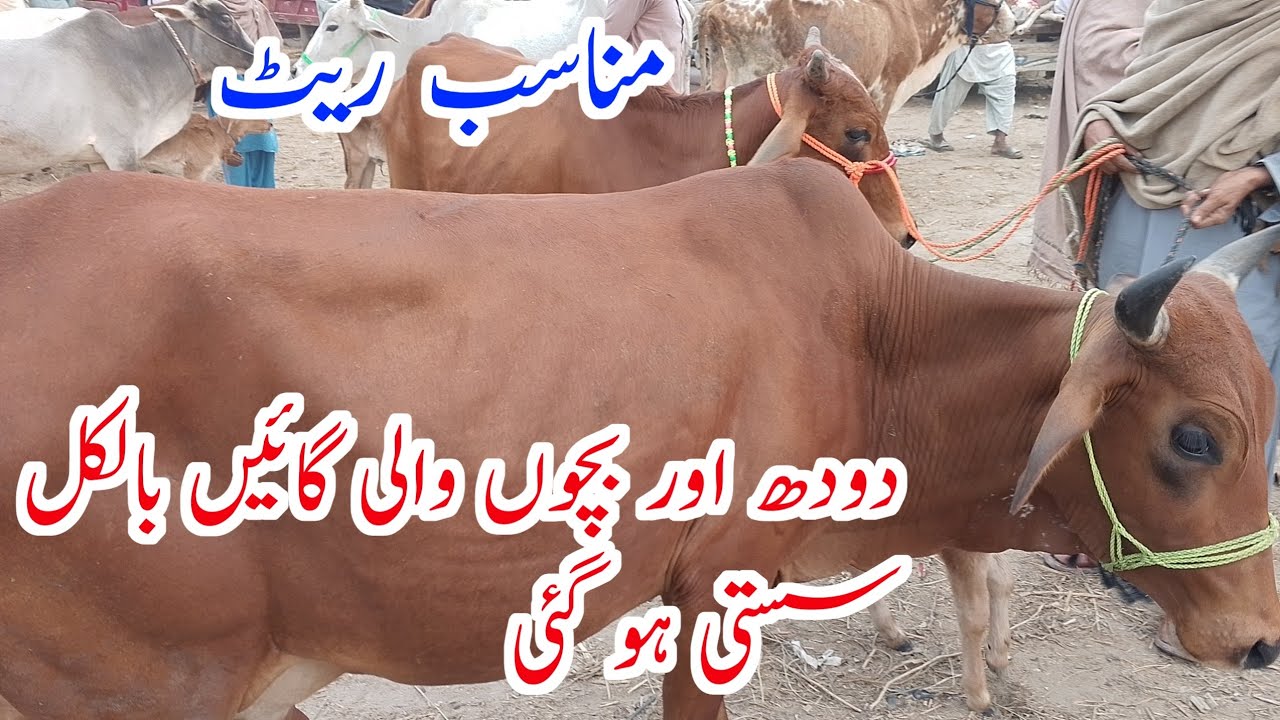Rajanpur Cow Mandi 2024 || Low Rate Milk Cow Mandi (08.12.24)