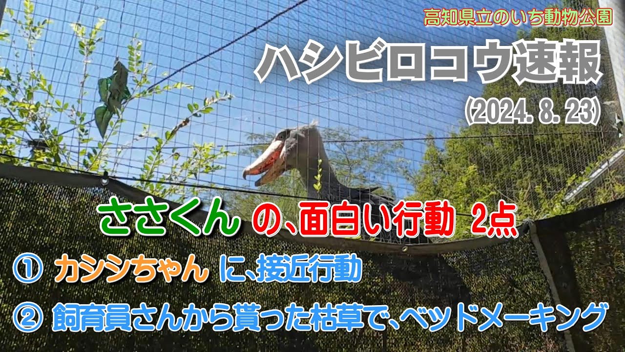 2024/08/23、ささくんの面白い行動2点。①カシシちゃんへ接近行動。②飼育員さんから貰った枯れ草でベッドメーキング。【のいち動物公園、ハシビロコウ速報】