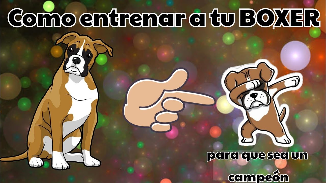 COMO ENTRENAR A TU BOXER