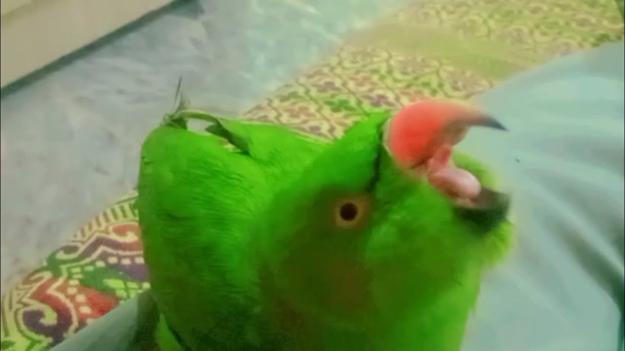 tote ki voice tutu / parrot speaking clearly ringneck talking parrots #birds