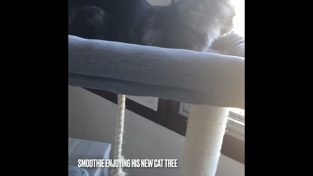 Smoothie enjoying his new cat tree