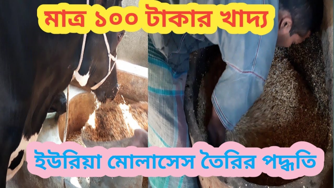 পর্ব ২-U.M.S. || প্র্যাকটিক্যালি ইউএমএস তৈরি ||খুবই স্বল্প মূল্যে গরুর খাদ্য তৈরীর প্রক্রিয়া।
