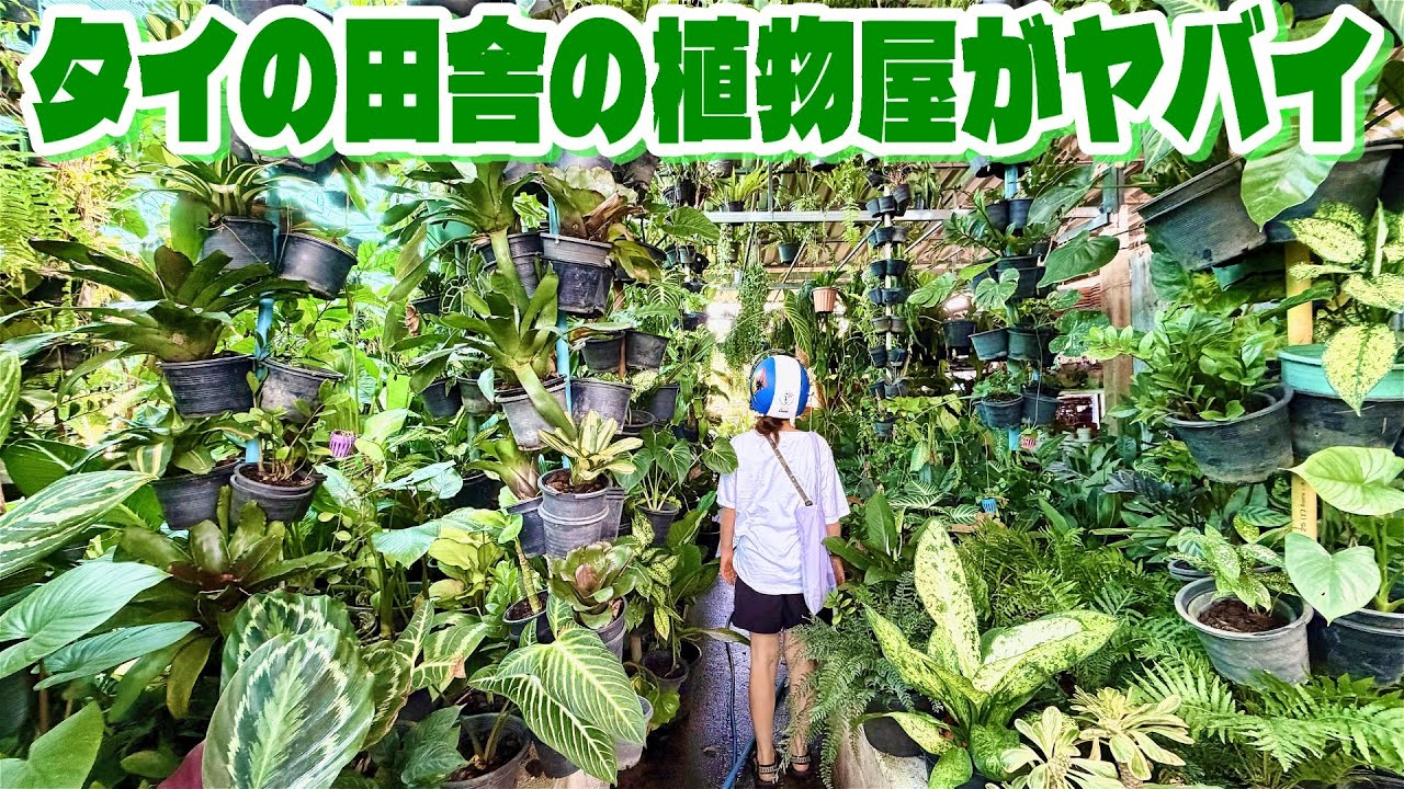 植物好きにはたまらない世界がそこにあった！（タイの田舎の植物屋さんがヤバイことになっていた！自生している植物やビオトープもレポートします）