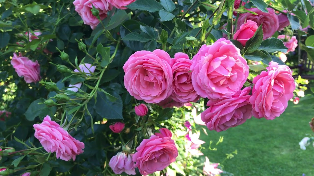 Cosmos courtyard rose from Poulsen | My English Rose Garden