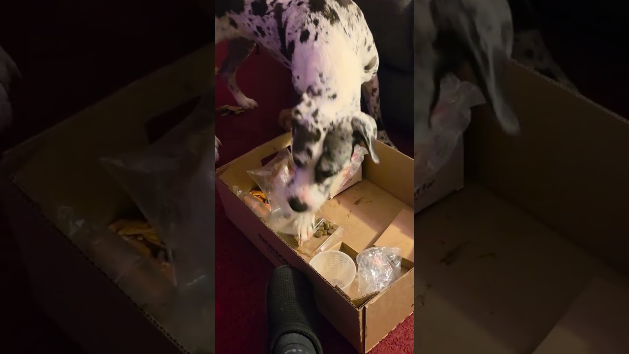 Remi's new snuffle box